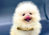 Teddy Face Boo Pomeranian